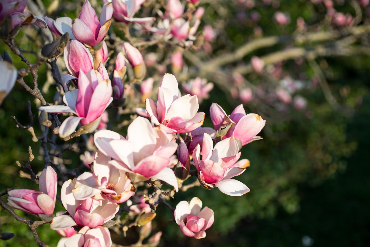 Washington DC Blossoms 